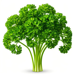 Петрушка на белом фоне