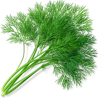 Укроп на белом фоне