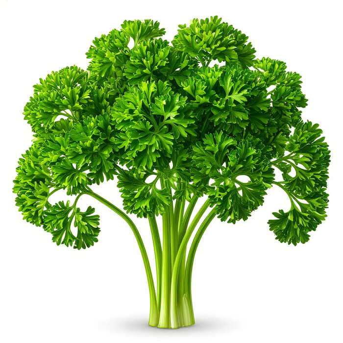 Петрушка на белом фоне
