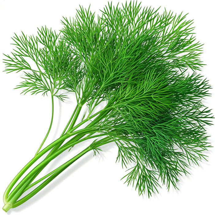 Укроп на белом фоне